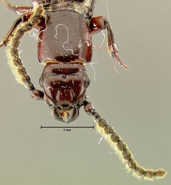 Media type: image;   Entomology 33348 Aspect: head dorsal view